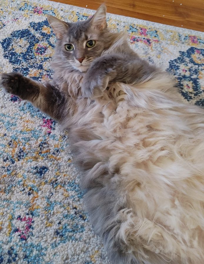 Kit belly-up on the rug