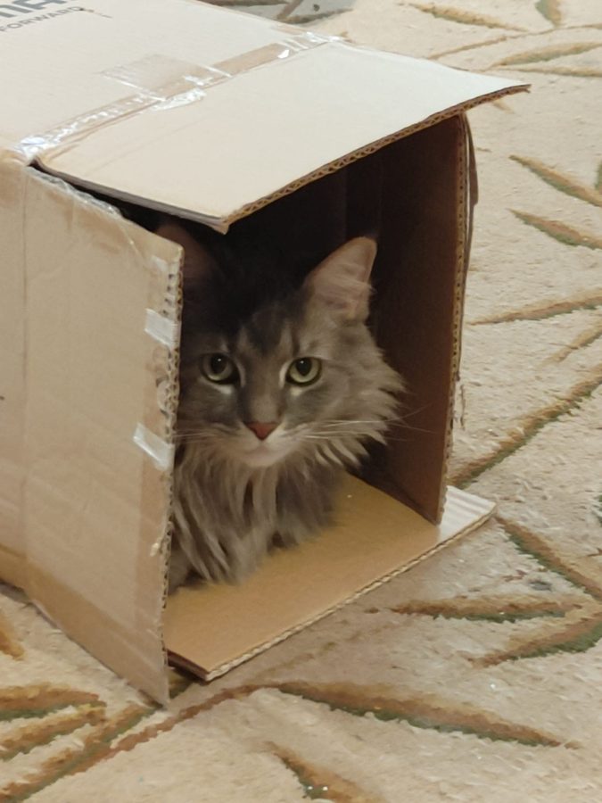 Kit