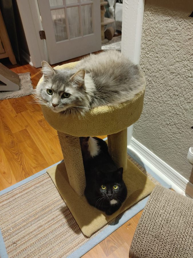 Kit and Midnight