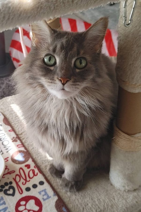 Kit — Maine Coon mix, deeply opinionated